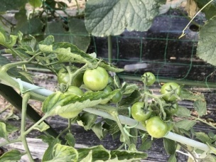 青い野菜 うれしいな 島暮らしのケセラセラ