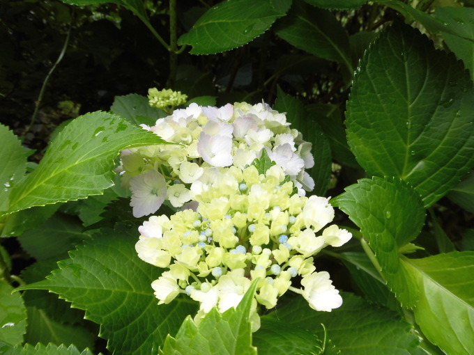 c0156104_23240005.jpg