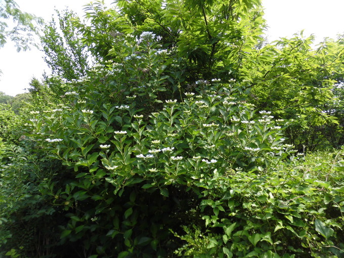 c0156104_23262721.jpg