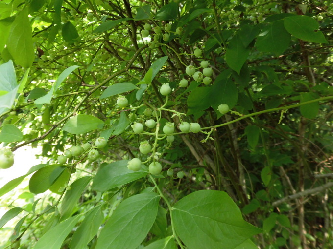 c0156104_23293331.jpg