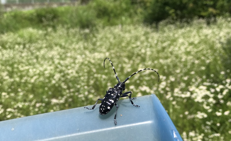 カミキリムシさん_c0212604_13172251.jpg