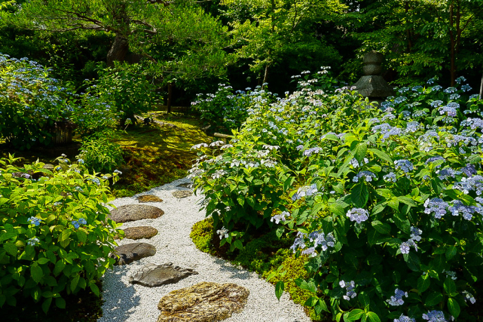 甘茶の寺　霊源院_e0177413_19421606.jpg