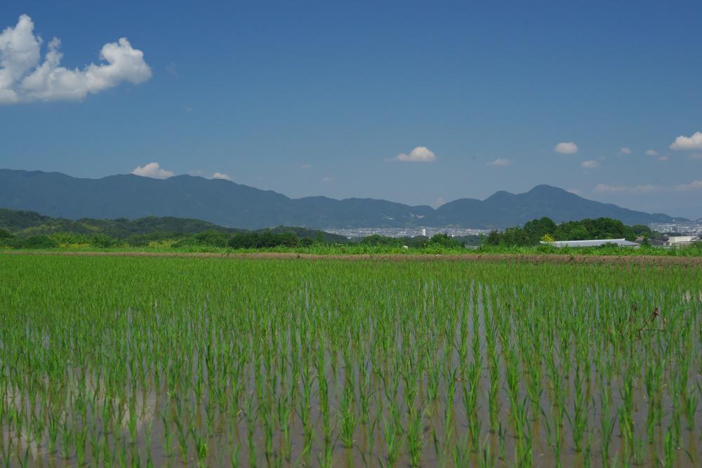 　明日香から二上山を意識して_b0408917_15013634.jpg