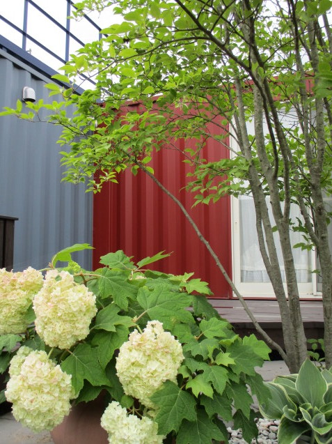 梅雨の時期に入り\"カシワバ紫陽花がとても綺麗です!_e0361918_17042700.jpg