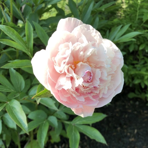 Peony (ピオニー)_b0129324_02321258.jpg