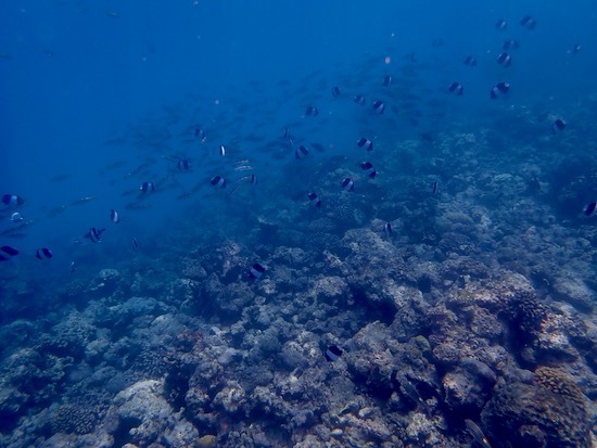 e0387424_11032812.jpg