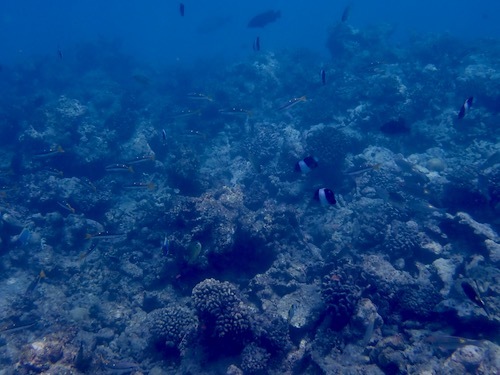 e0387424_11032856.jpg