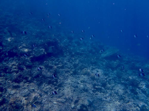 e0387424_11032888.jpg