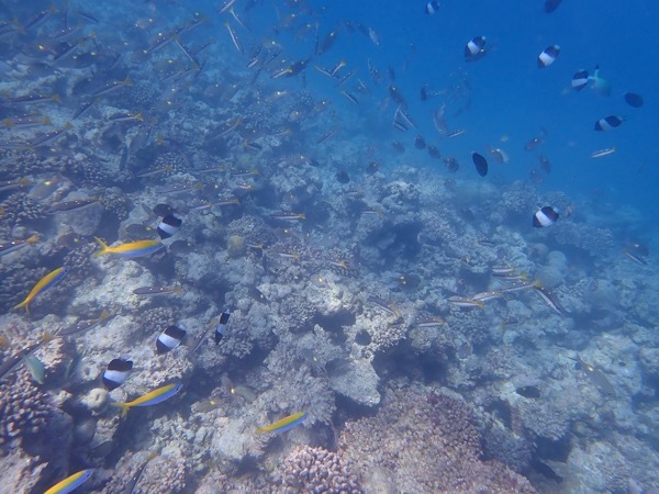 e0387424_11043475.jpg