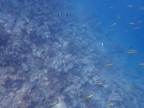 e0387424_11051601.jpg
