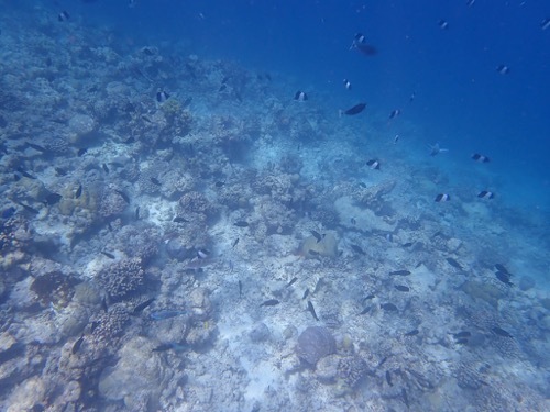 e0387424_11104825.jpg