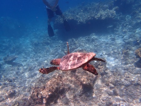 e0387424_11162067.jpg