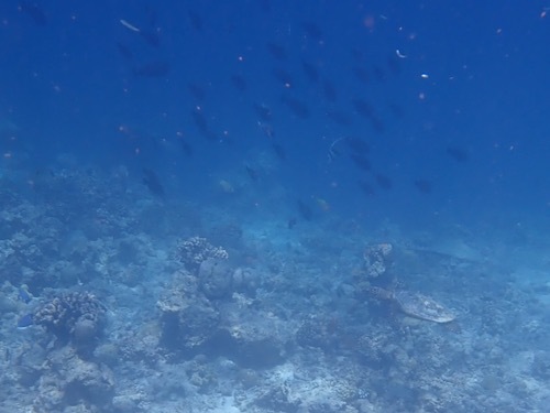 e0387424_11172112.jpg