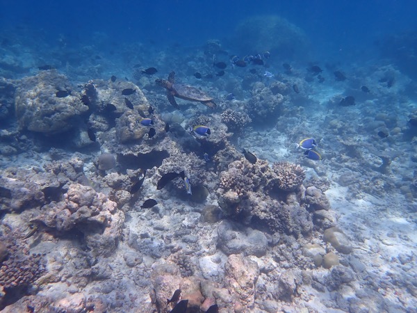e0387424_11180298.jpg