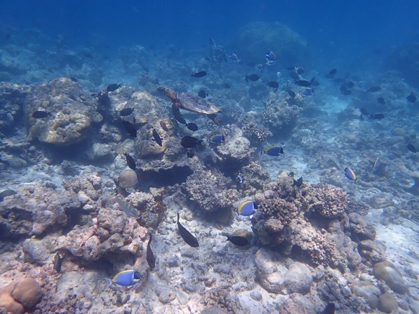 e0387424_11191493.jpg