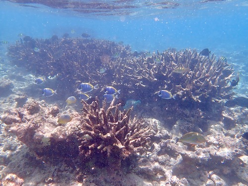 e0387424_11233260.jpg
