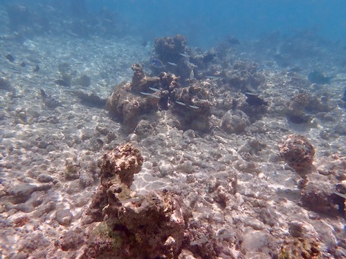 e0387424_11234625.jpg