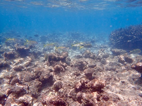 e0387424_11234648.jpg