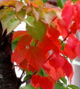 紅い葉 白い葉 手うち蕎麦 古譚