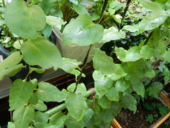 e0033229_183127.jpg