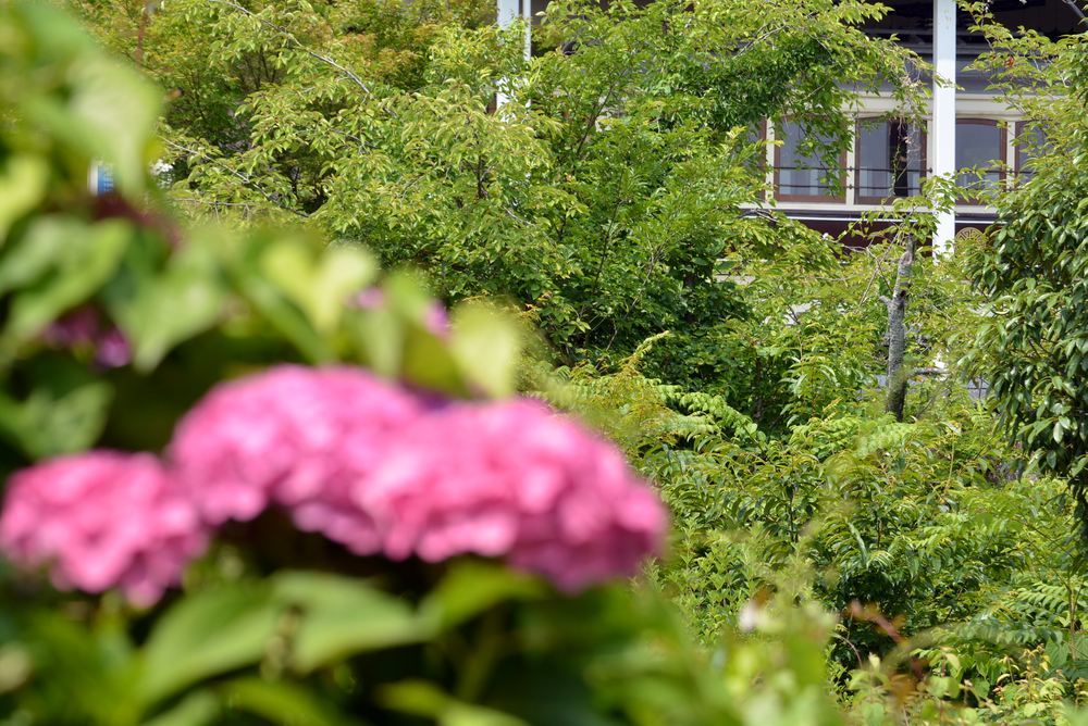 四丁目の紫陽花_e0373930_21064826.jpg