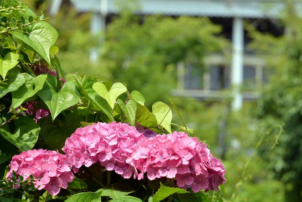 四丁目の紫陽花_e0373930_21064846.jpg