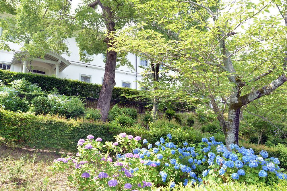 四丁目の紫陽花_e0373930_21064851.jpg