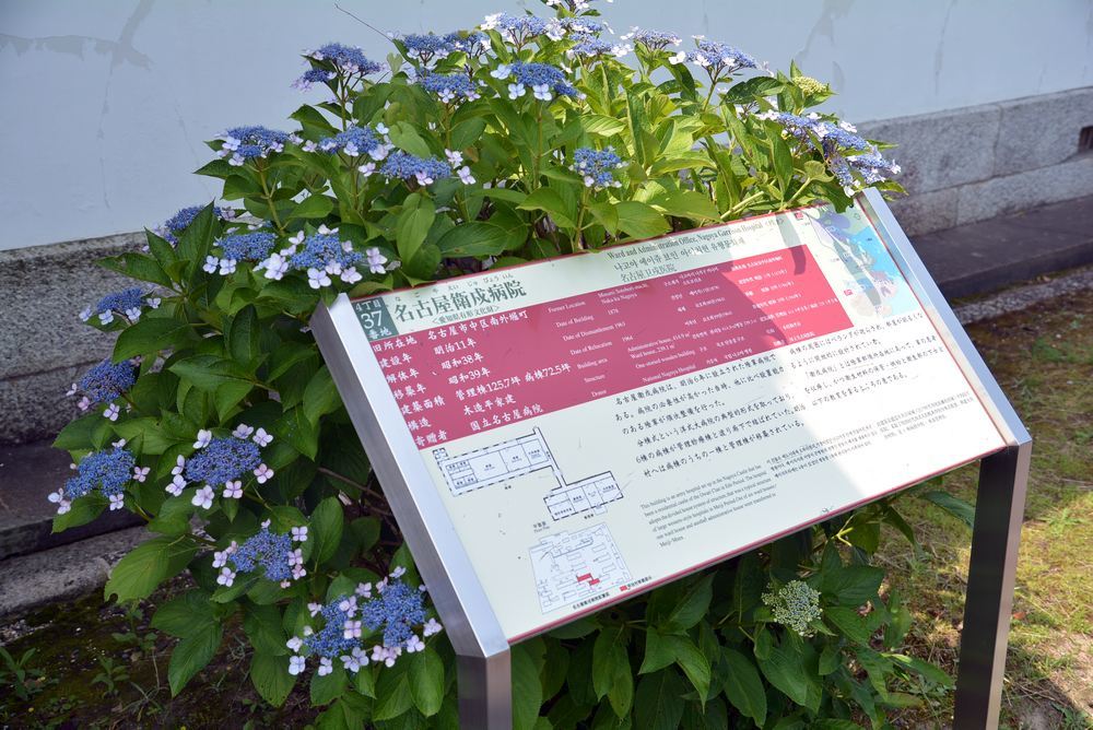 四丁目の紫陽花_e0373930_21064858.jpg