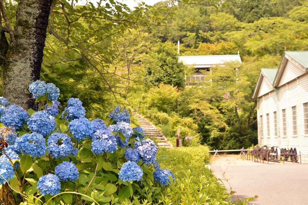 四丁目の紫陽花_e0373930_21064898.jpg