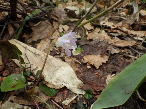 f0118332_11100724.jpg