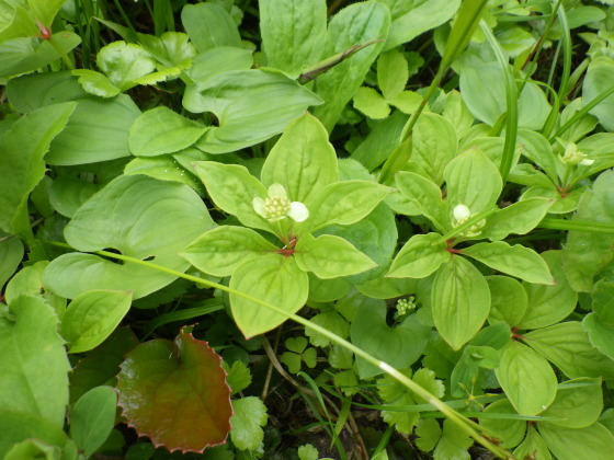 f0118332_12150027.jpg