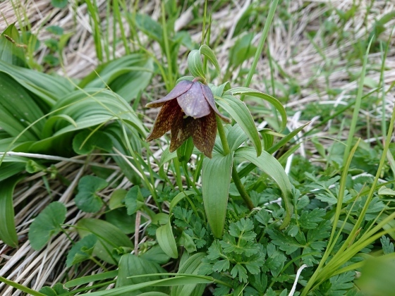 f0118332_12184664.jpg