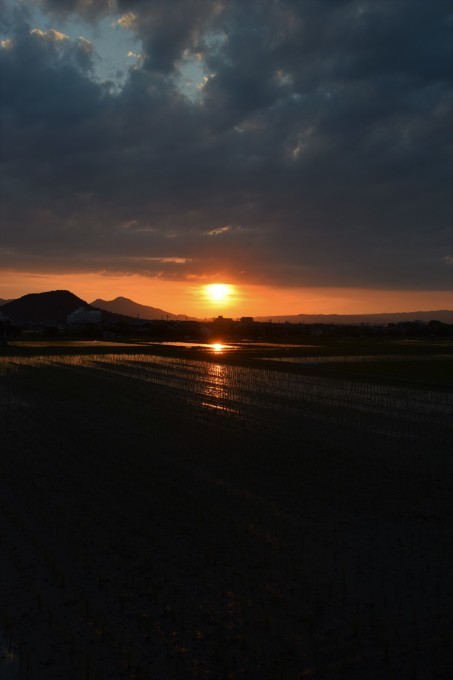 明日香村からの水田の夕日_a0228333_21564175.jpg