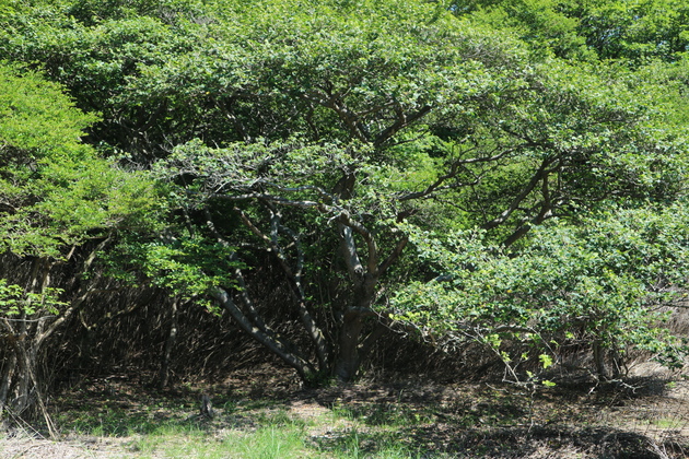 e0272335_2024342.jpg