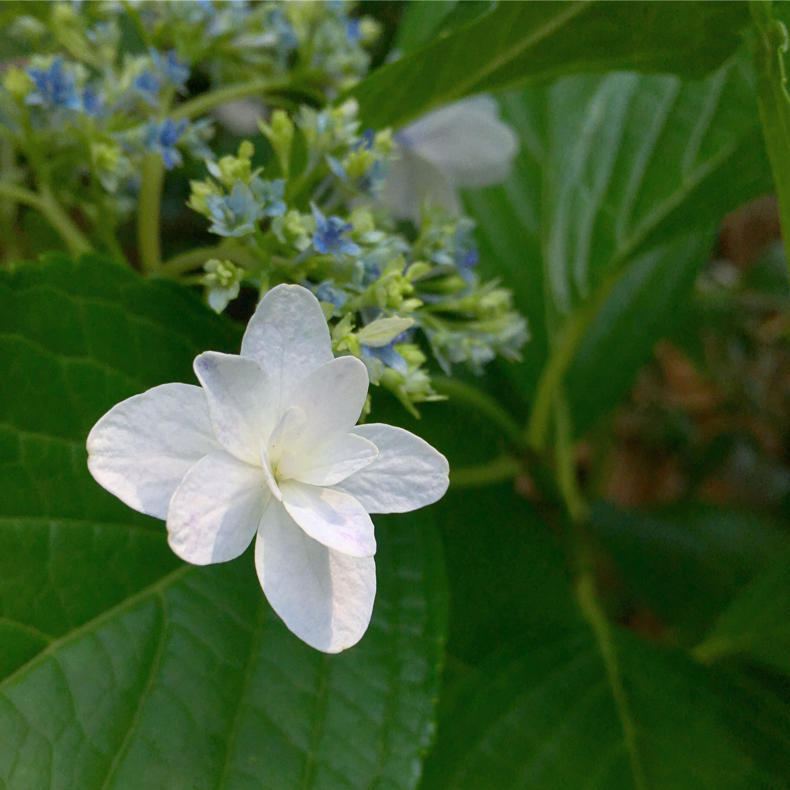 6月の雑感_c0060143_23214471.jpg