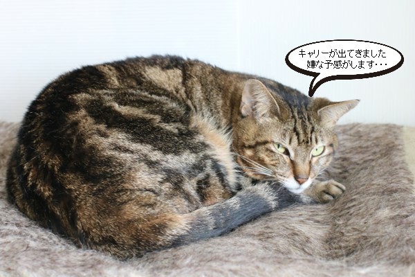 キャリーを出したら・・・_e0151545_21253154.jpg