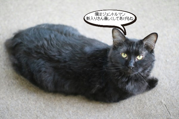 キャリーを出したら・・・_e0151545_21255764.jpg