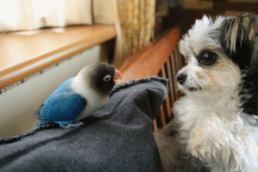 c0145250_10062152.gif