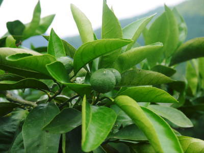 ザ・みかん 水を十分に与えて、雑草を草刈りで有機肥料に!自然に近い形で今年も甘く、美味しくも育てます_a0254656_19200944.jpg