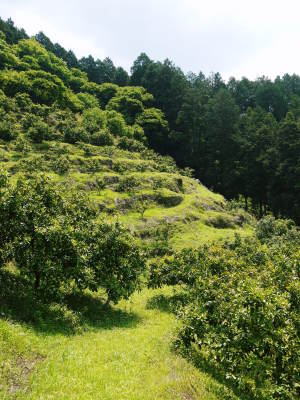 ザ・みかん 水を十分に与えて、雑草を草刈りで有機肥料に!自然に近い形で今年も甘く、美味しくも育てます_a0254656_19285446.jpg