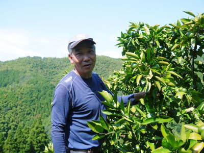 ザ・みかん 水を十分に与えて、雑草を草刈りで有機肥料に!自然に近い形で今年も甘く、美味しくも育てます_a0254656_19343620.jpg