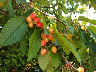 e0004756_20371074.jpg