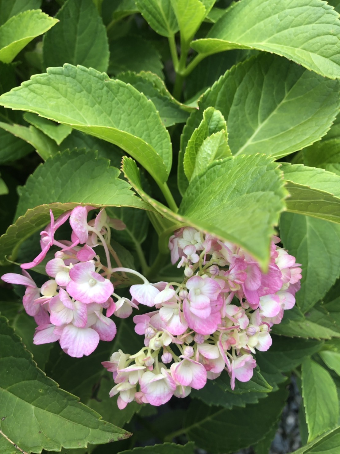 紫陽花_b0328361_22233828.jpg