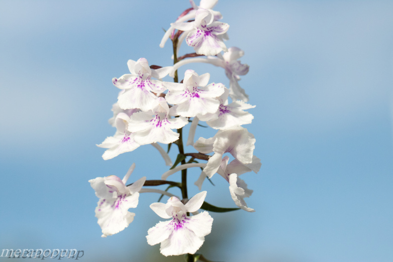 ウチョウラン：酔白柴点花烏葉2_c0307468_18092366.jpg