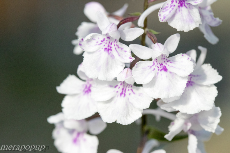 ウチョウラン：酔白柴点花烏葉2_c0307468_18095519.jpg