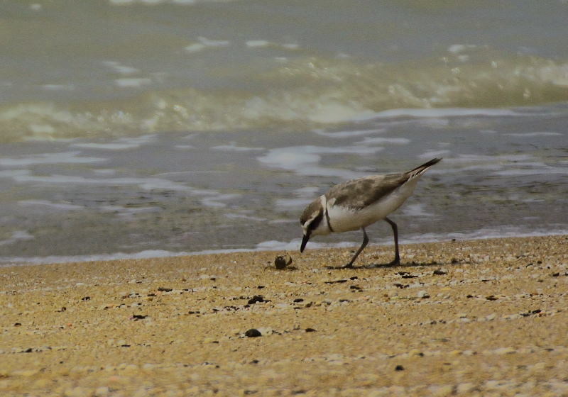 浜辺の夏鳥達（コチドリ）_a0341170_15220720.jpg