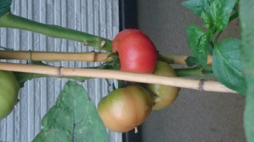f0382570_19523152.jpg