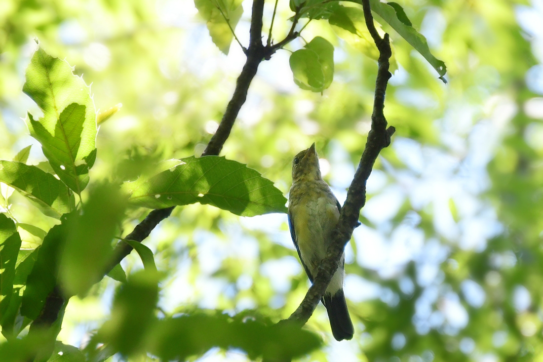 合いたい鳥さんを見つけたけど....オオルリ♂と若様 ヤブサメ_f0053272_22102222.jpg