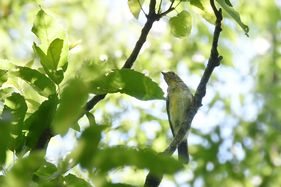 合いたい鳥さんを見つけたけど....オオルリ♂と若様 ヤブサメ_f0053272_22102671.jpg