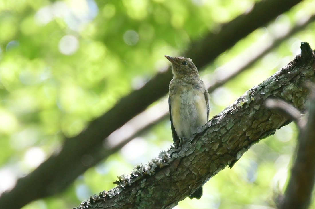 合いたい鳥さんを見つけたけど....オオルリ♂と若様 ヤブサメ_f0053272_22103086.jpg